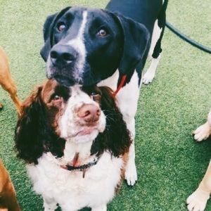 Meet your Posher, Elizabeth